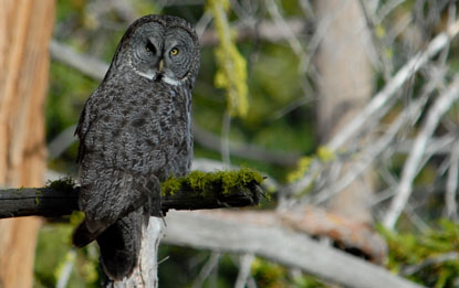 Owl sits on a moss-covered tree branch