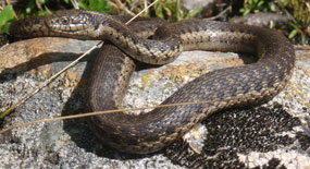 Brown patterned snake on rock