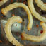 Larvae of the goldspotted oak borer