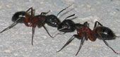 Two black-and-red ants
