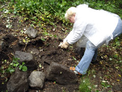 Worker removing blackberry plants by hand.
