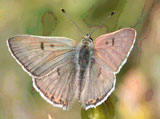 Pinkish-brown butterfly with blue highlights