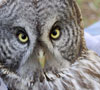 Great gray owl stares forward with its yellow eyes