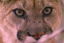 Close-up of a mountain lion stare