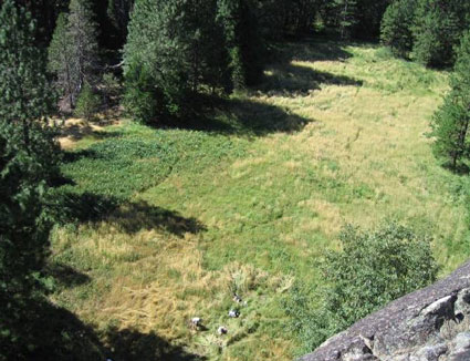 Green meadow filled with brown patches of invasive velvet grass