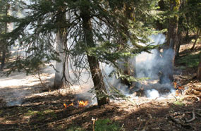Forest scene with fire and smoke