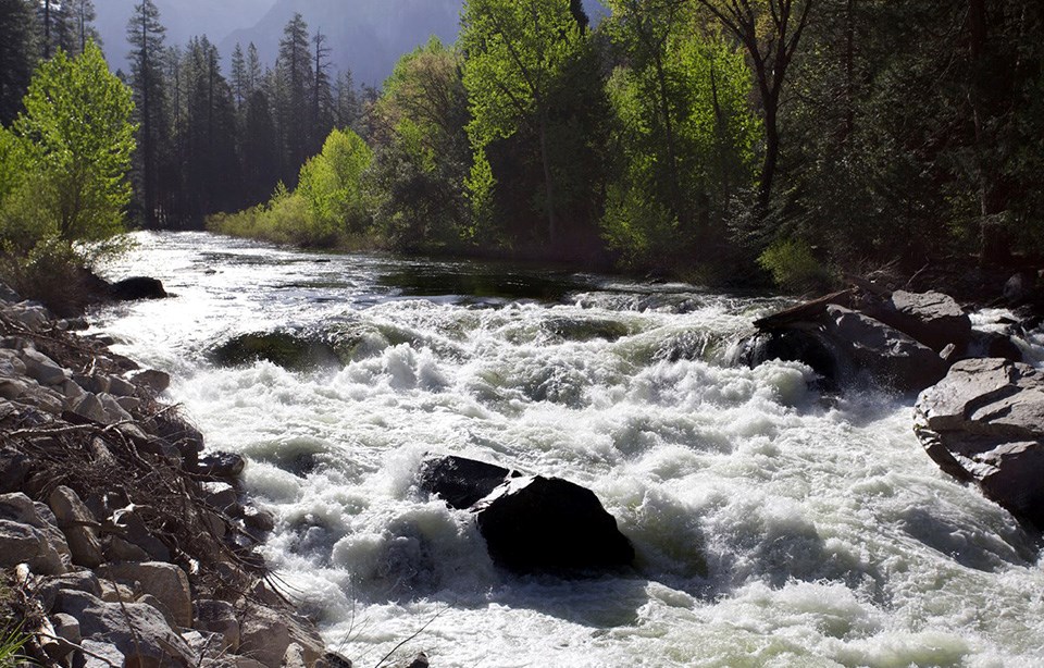 View of rushing full Merced River in early May 2013.