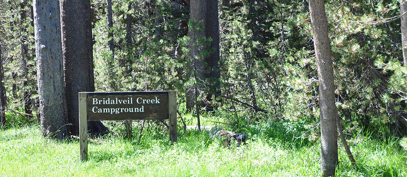 Bridalveil Creek Campground wooden sign along road