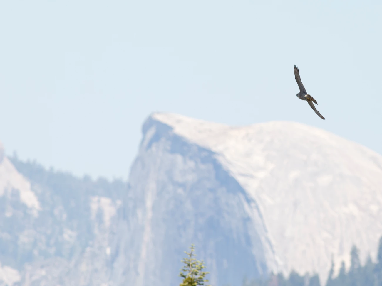 Peregrine falcon Falcon in flight with granite monolith in the background.
