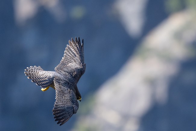 A peregrine falcon soars through the sky