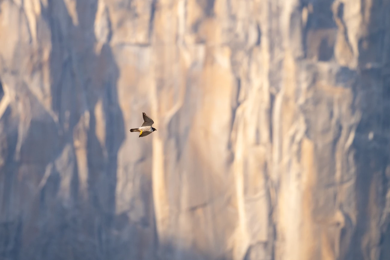 Peregrine falcon Peregrine flies in front of El Capitan