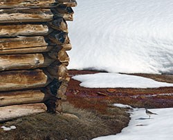 Killdeer standing in snow near Soda Springs