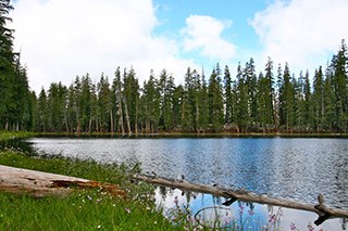 Subalpine lake with trees and wildflowers