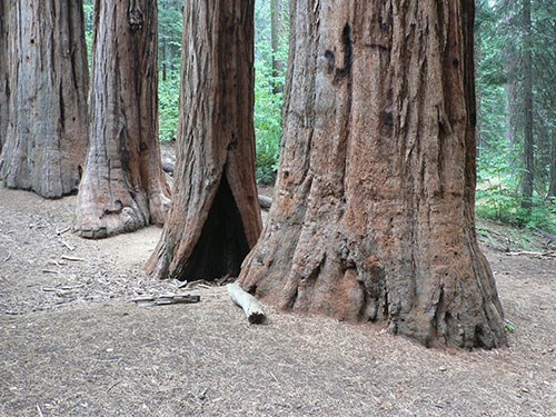 Three giant sequoia trees growing next to each other in a forest.