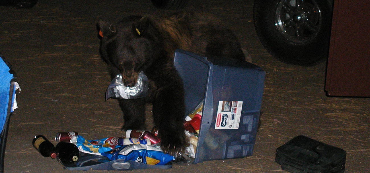 Orange 5 in Upper Pines Bear eating food next to open food locker