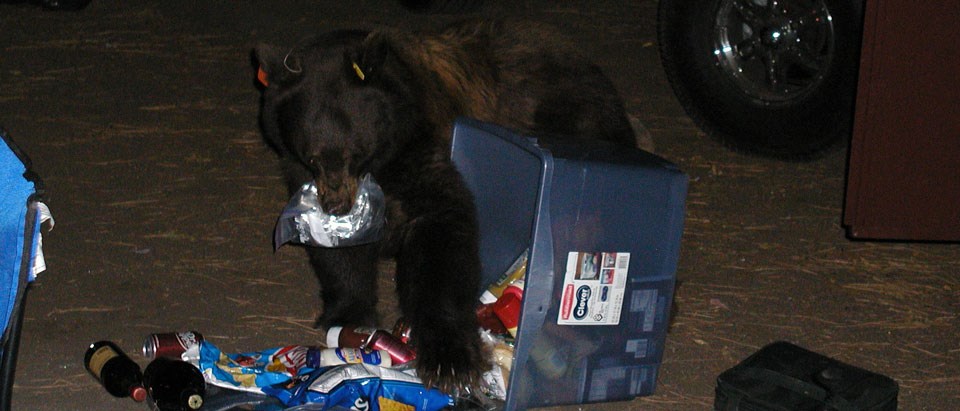 Bear eating food next to open food locker