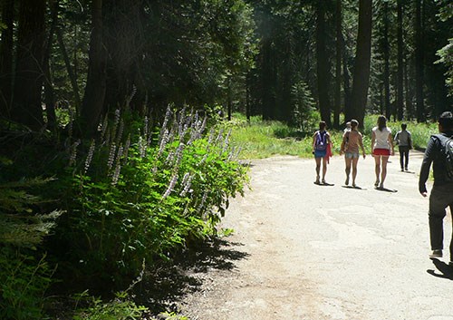 Hikers walking down a forested path lined with wildflowers.
