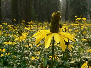 California coneflowers along Tuolumne Grove Trail