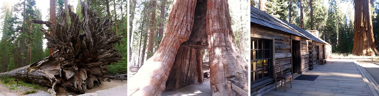 Three images, Fallen Monarch, California Tunnel Tree, and Mariposa Grove Cabin