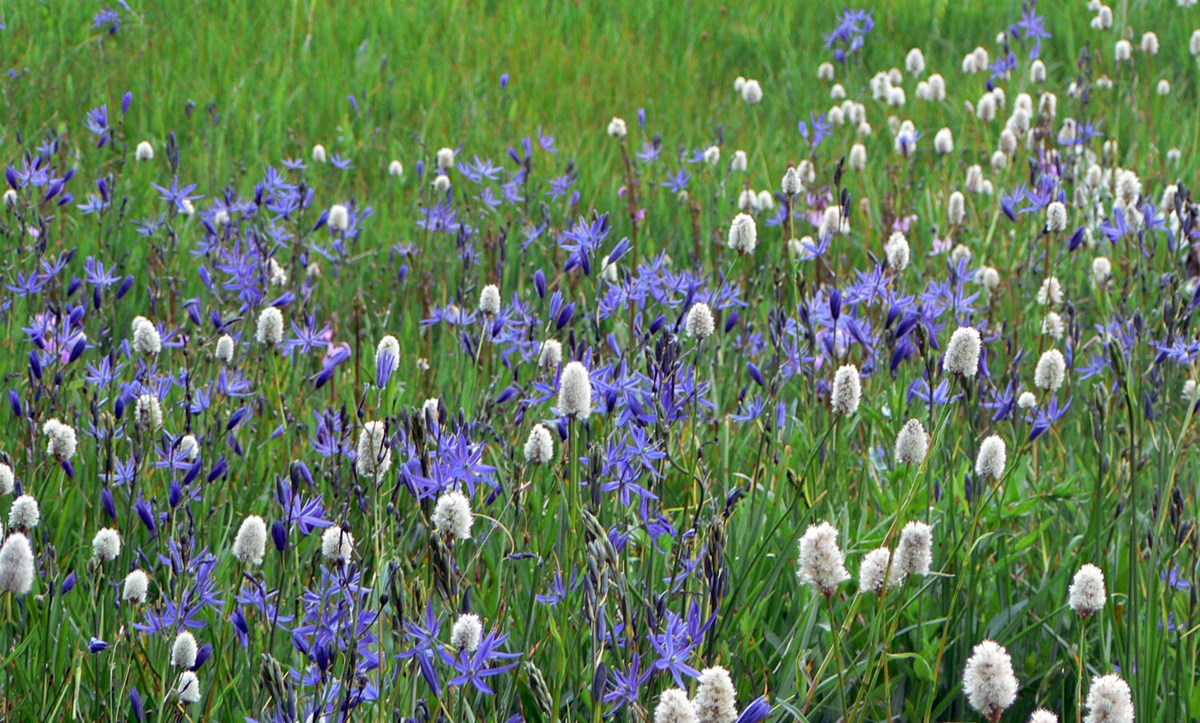 Purple and white wildflowers blooming in a green meadow.