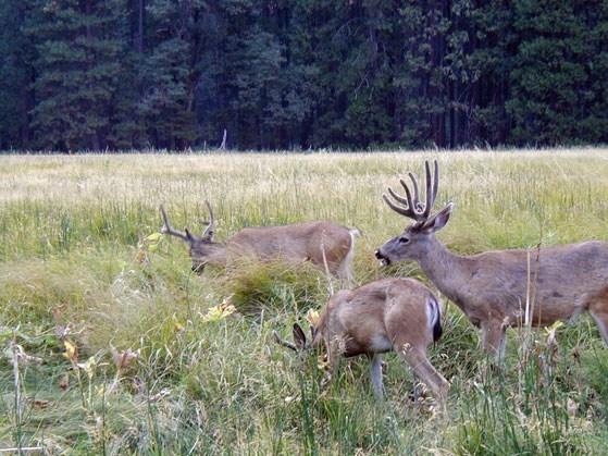 Bucks in a meadow
