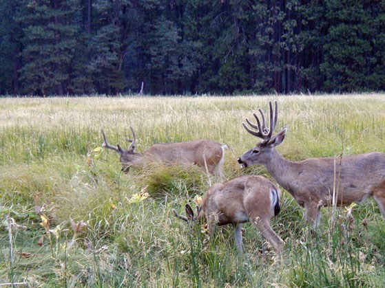 Bucks in a meadow