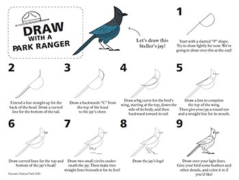 Image of step-by-step instructions for drawing a Steller's jay