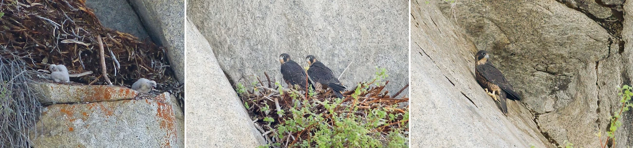 Peregrine falcons Three photos: nestling falcons in an eyrie, two juvenile peregrines perch on a rocky outcropping, and A fledgling peregrine perches on a cliff face.