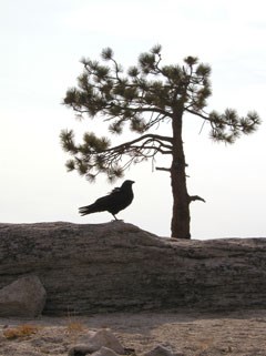 Sillhouette of common raven standing on granite next to sillhouette of pine tree Sillhouette of common raven standing on granite next to sillhouette of pine tree