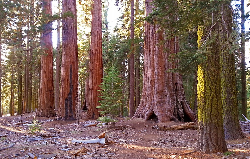 Multiple giant sequoias with nearby firs with lichen on them