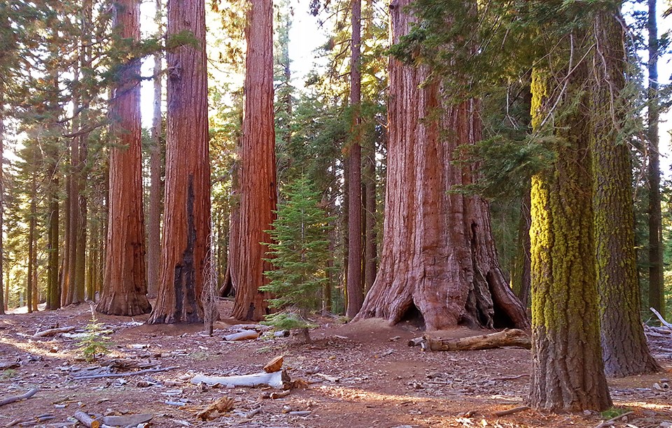 Multiple giant sequoias with nearby firs with lichen on them Multiple giant sequoias with nearby firs with lichen on them