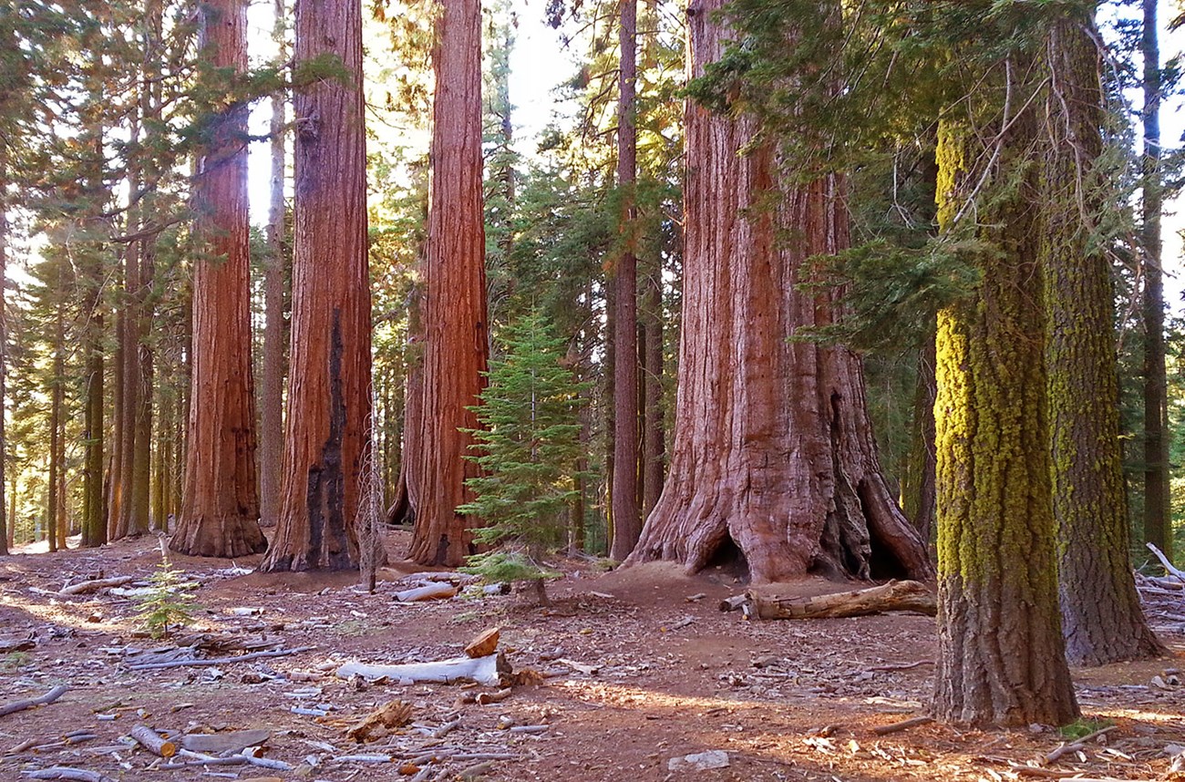 Multiple giant sequoias with nearby firs with lichen on them
