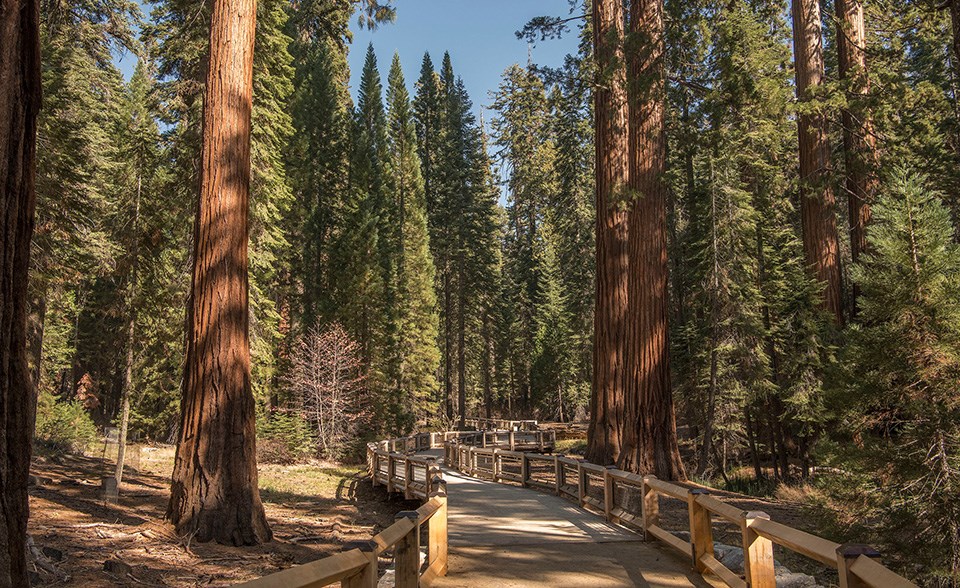 New trail and boardwalk in Mariposa Grove after restoration New trail and boardwalk in Mariposa Grove after restoration
