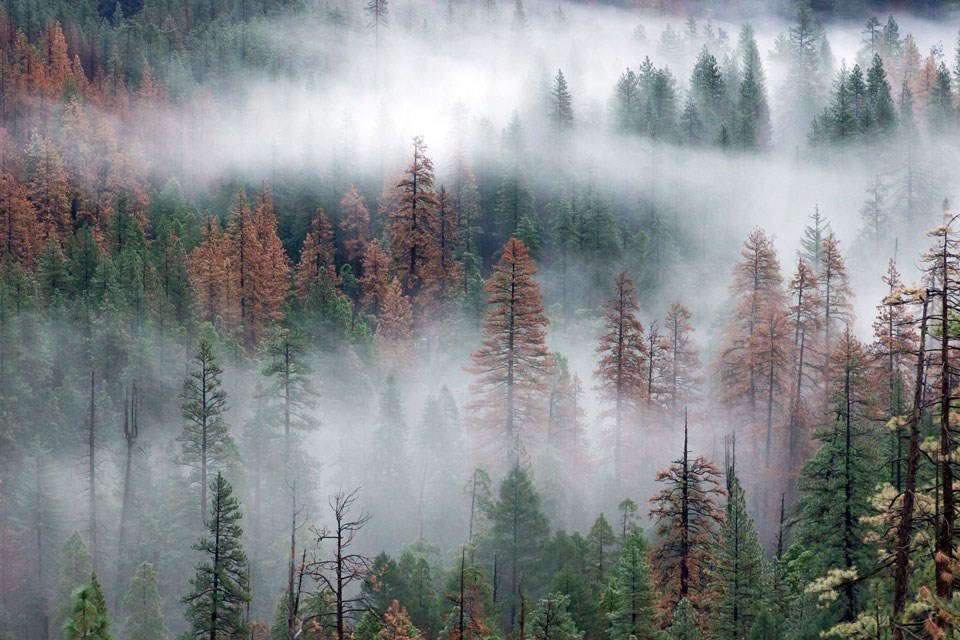 Pine tree forest with a mix of dead and live trees.