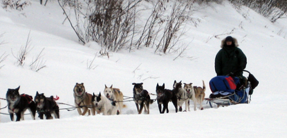 Image of Yukon Quest musher entering Slaven's Roadhouse area