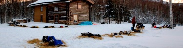 Dogs take rest at Slaven's Roadhouse Checkpoint