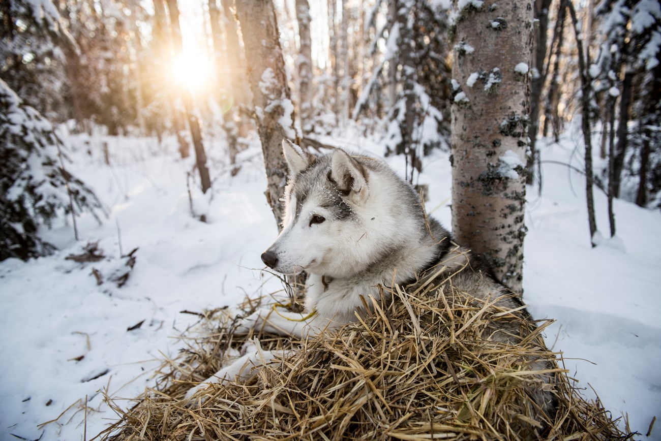 A dropped Yukon Quest sled dog rests in a pile of straw among birch trees.