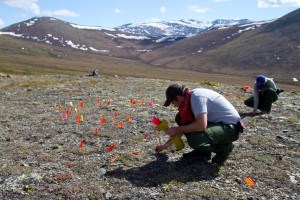Archaeologists working in the mountains of Yukon-Charley Rivers
