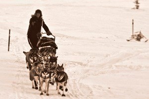 A musher & team on the Yukon River