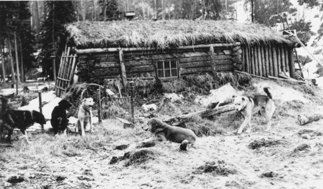 Sled dogs in summer at Cap Reynolds' home cabin, located upstream of the Sam Creek cabin