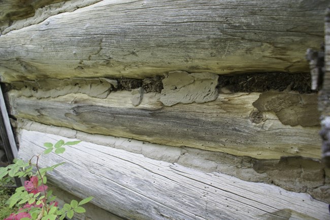 Woodchopper roadhouse’s spruce log walls with moss and daub chinking