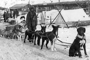 Historic photo of Downing and his dog team in the gold rush town of Bennett in the Yukon in 1898.