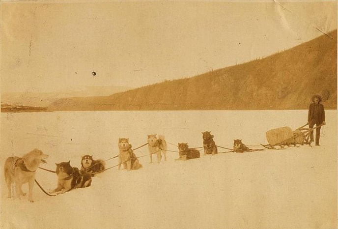 Historic photo of mail carrier Ben Downing with his dogs and freight sled.