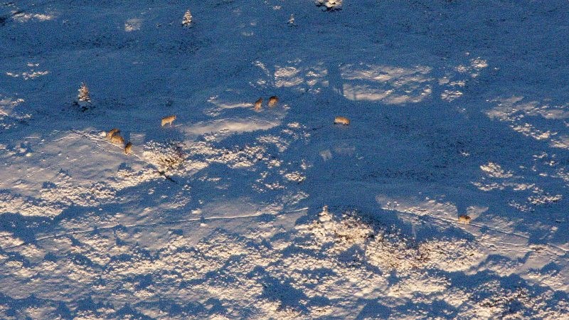 Spotting wolves during an aerial survey