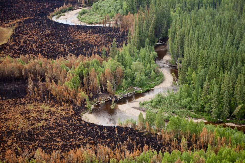 Aerial view of two sides of a creek - one side burnt by fire, the other side still green.