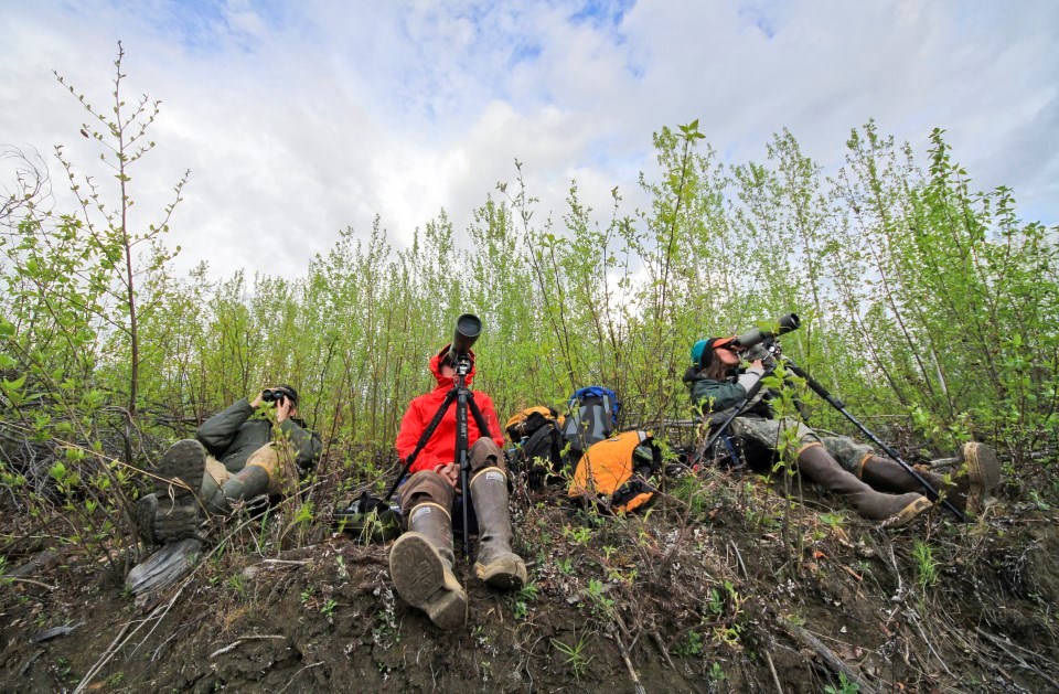 Researchers surveying peregrine falcons with spotting scopes