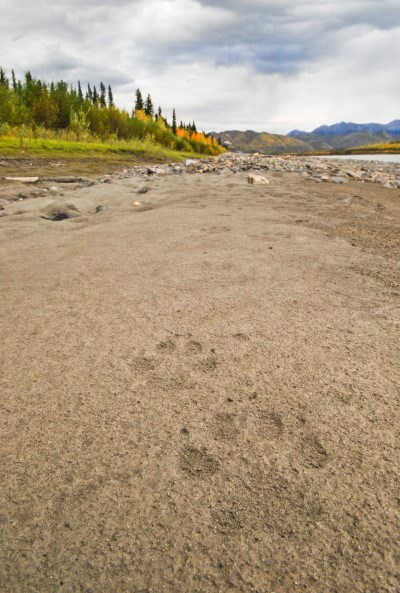 Wolf tracks in the sand along the Yukon River Wolf tracks in the sand along the Yukon River