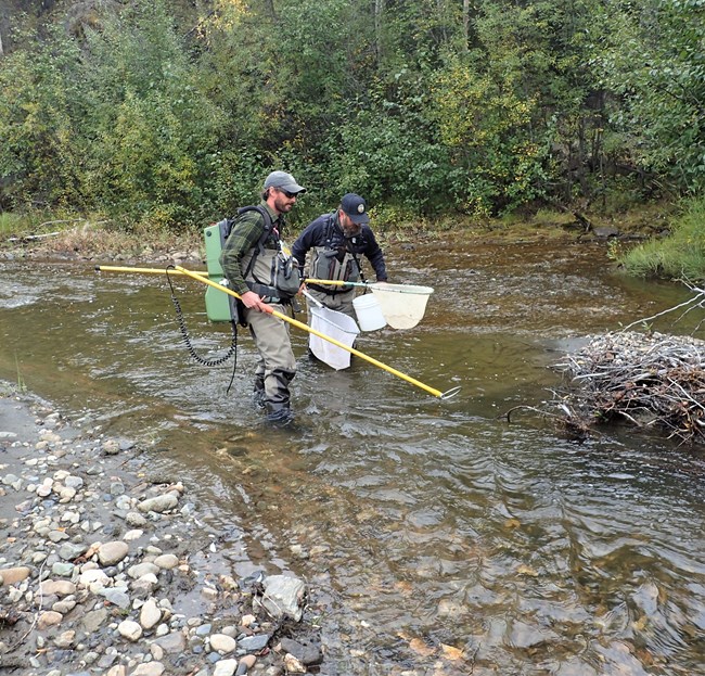 Alaska Department of Fish and Game biologists electro-shocking fish inventory