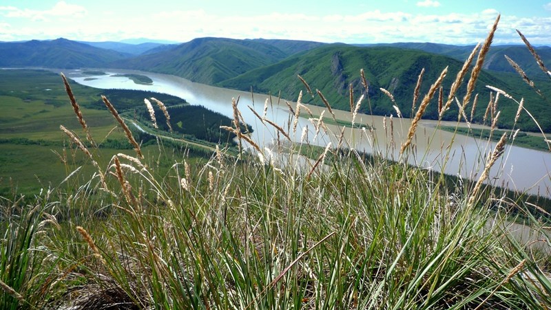 Grasses on a bluff overlooking the Yukon River