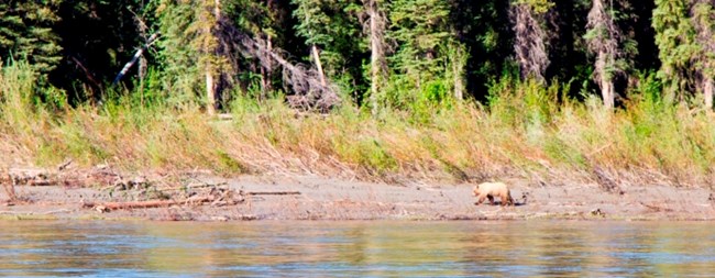 A grizzly bear walks the Yukon River shoreline A grizzly bear walks the Yukon River shoreline